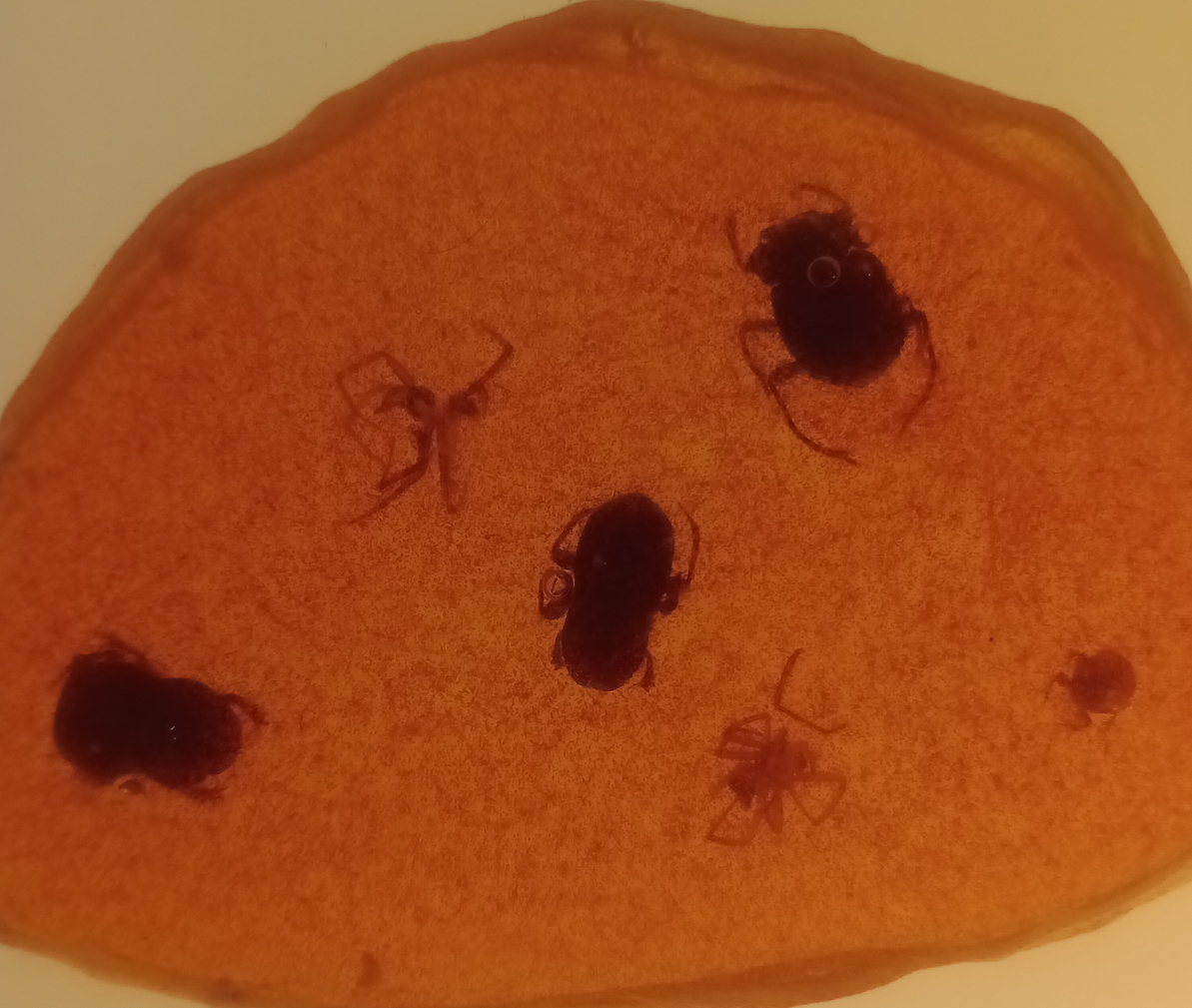 Imagen de la ponencia del Museo de Historia Natural Gustavo Orcés V.